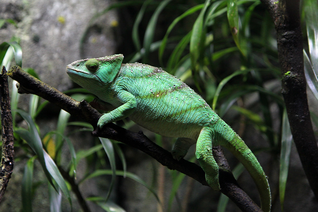 Ein grünes Chameleon.