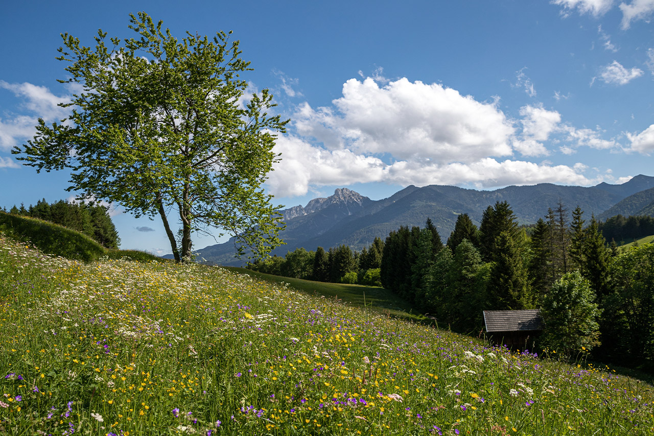 Eine Bergwiese mit Blumen. Im Hintergrund sind die Berge. 